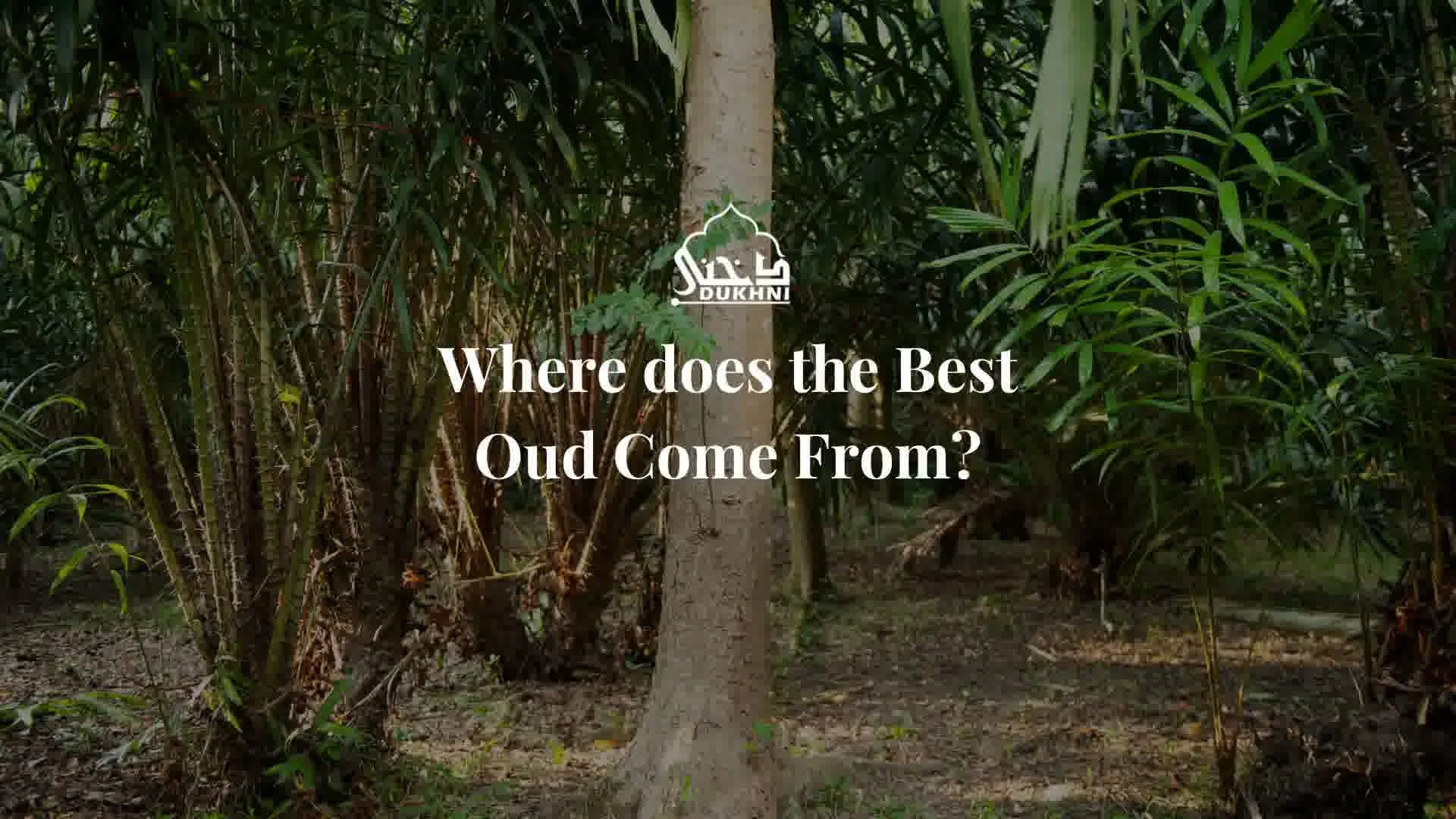 Where does the Best Oud Come From?